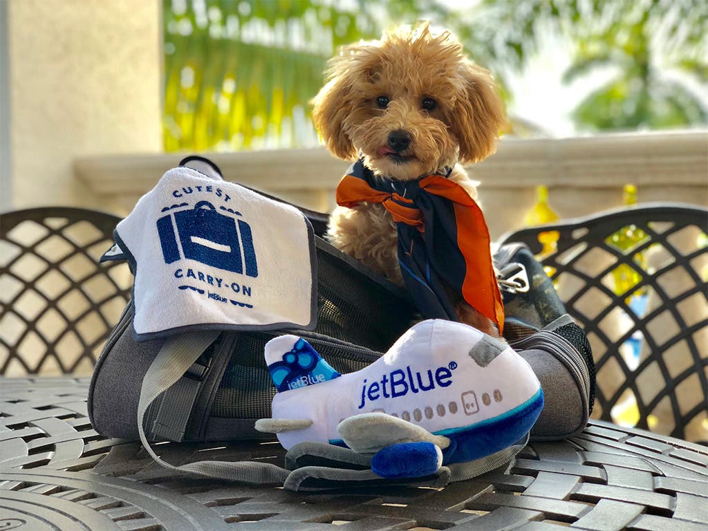 Traveling with Pets | JetBlue